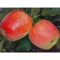 Саженцы яблони Дельбарестивале