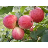 Саженцы яблони Мелба